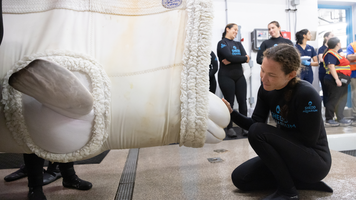 Shedd Aquarium welcomes 4 more rescued belugas from Marineland