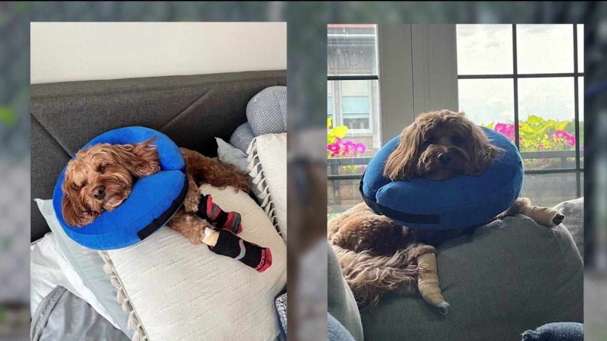 Chicago dog owners report paw injuries after Hamlin Park renovations