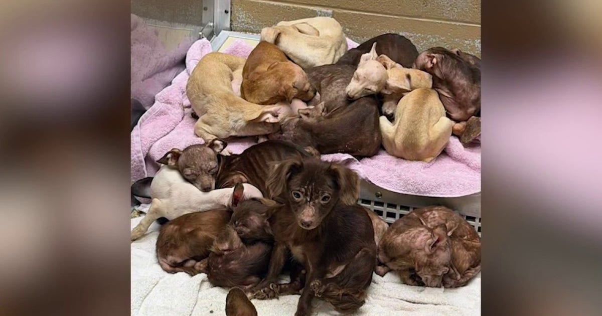 70 dogs rescued from storm-damaged trailer in Merrillville hoarding investigation