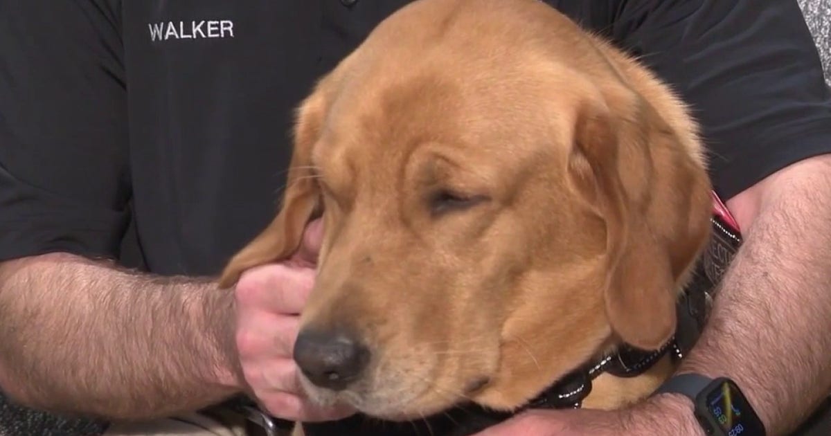 Gizmo joins Wilmette police as rare electronic-detection K9