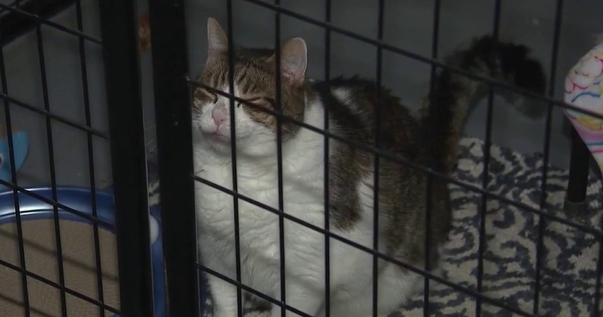 NIPSCO bills put northwest Indiana cat shelter at risk of closing