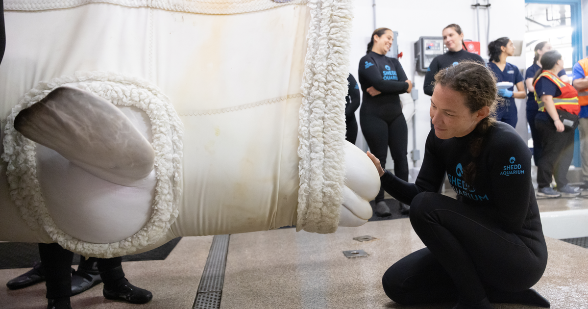 Shedd Aquarium shares update on rescued belugas after 3 deaths