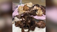 70 dogs rescued from storm-damaged trailer in Merrillville hoarding investigation