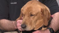 Gizmo joins Wilmette police as rare electronic-detection K9