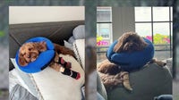 Chicago dog owners report paw injuries after Hamlin Park renovations