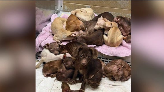 70 dogs rescued from storm-damaged trailer in Merrillville hoarding investigation