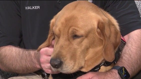 Gizmo joins Wilmette police as rare electronic-detection K9
