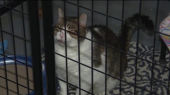 NIPSCO bills put northwest Indiana cat shelter at risk of closing