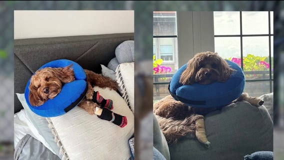 Chicago dog owners report paw injuries after Hamlin Park renovations