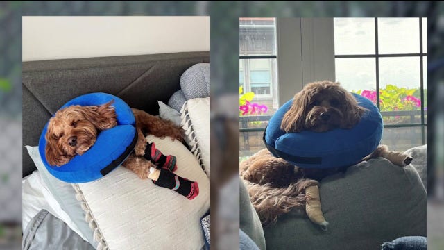 Chicago dog owners report paw injuries after Hamlin Park renovations