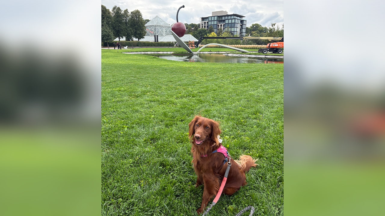Midwest cities among the best for dog walking