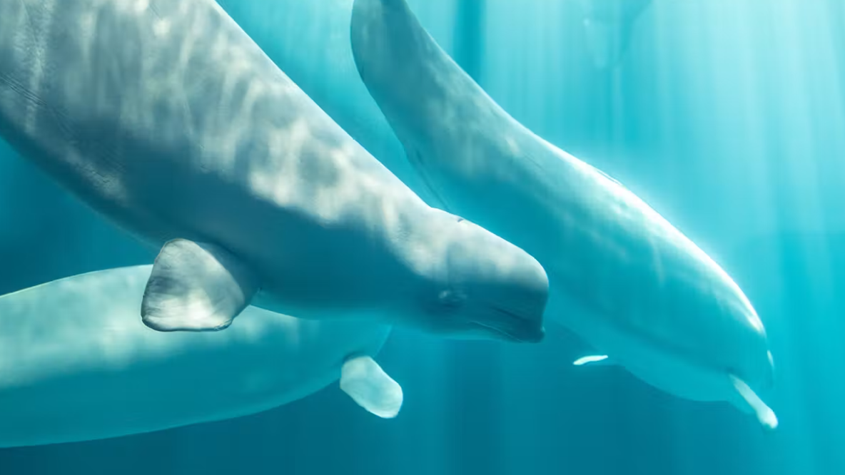 Chicago's Shedd Aquarium announces death of another beluga whale