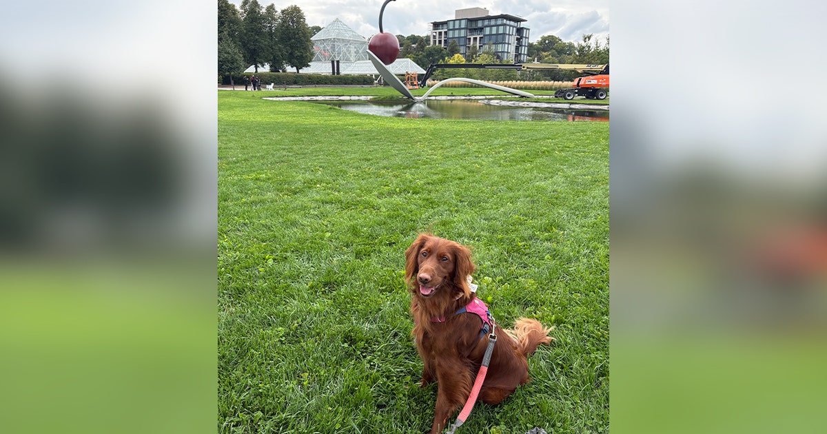 Midwest cities among the best for dog walking