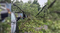 Indiana father of six recovering after storm sends tree crashing through dealership