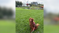 Midwest cities among the best for dog walking