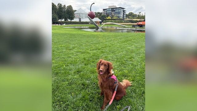 Midwest cities among the best for dog walking