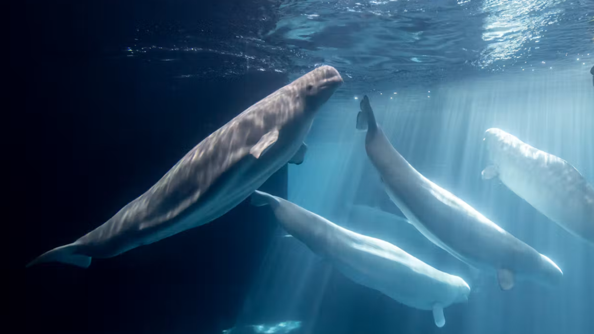 Another beluga dies at Chicago's Shedd Aquarium, 5th in recent months