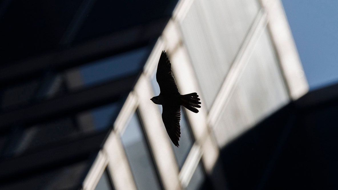 More than 1,000 birds injured or killed in Chicago-area building collisions over weekend