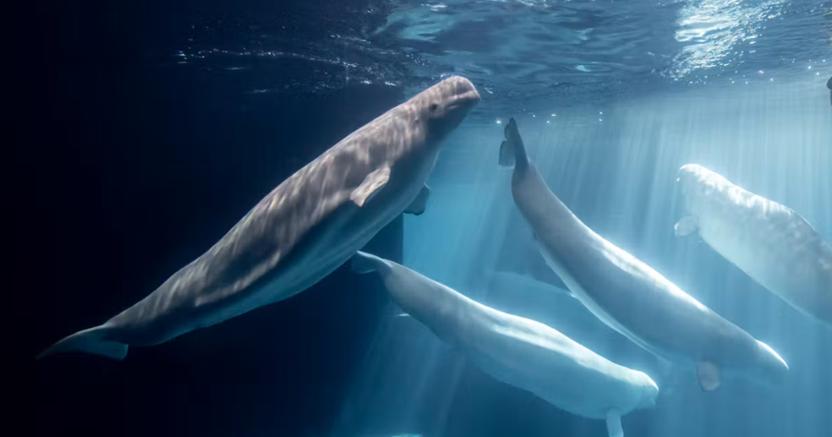 Another beluga dies at Chicago's Shedd Aquarium, 5th in recent months