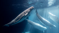 Another beluga dies at Chicago's Shedd Aquarium, 5th in recent months