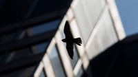 More than 1,000 birds injured or killed in Chicago-area building collisions over weekend