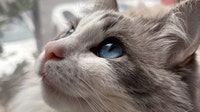Chicago's top cat and dog names of 2026