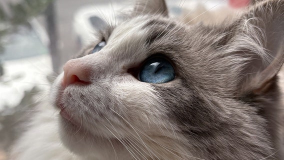 Chicago's top cat and dog names of 2026