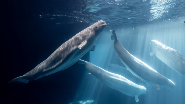 Another beluga dies at Chicago's Shedd Aquarium, 5th in recent months