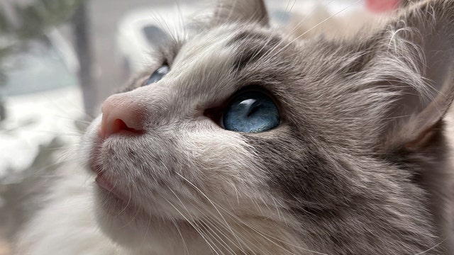 Chicago's top cat and dog names of 2026