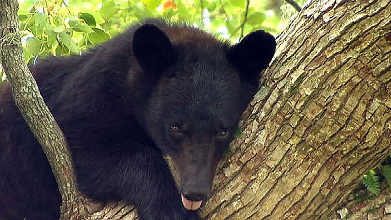 Florida Bear Hunt: What to know about state's first regulated season since 2015
