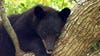 Florida bear hunt: FWC releases proposed guidelines of what would become annual event