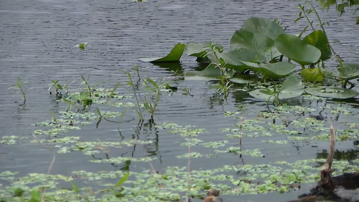 Mother dies after rescuing son from St. Johns river in DeLand, officials say