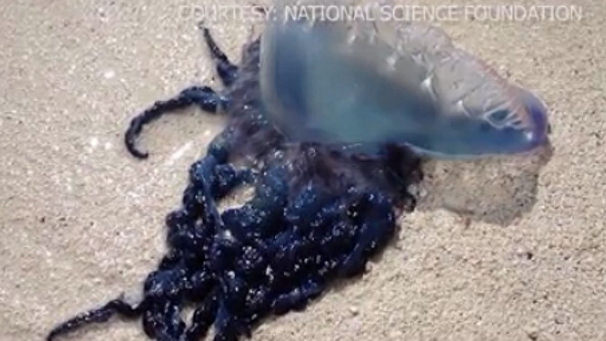 Portuguese man o’ war spotted along Space Coast beaches