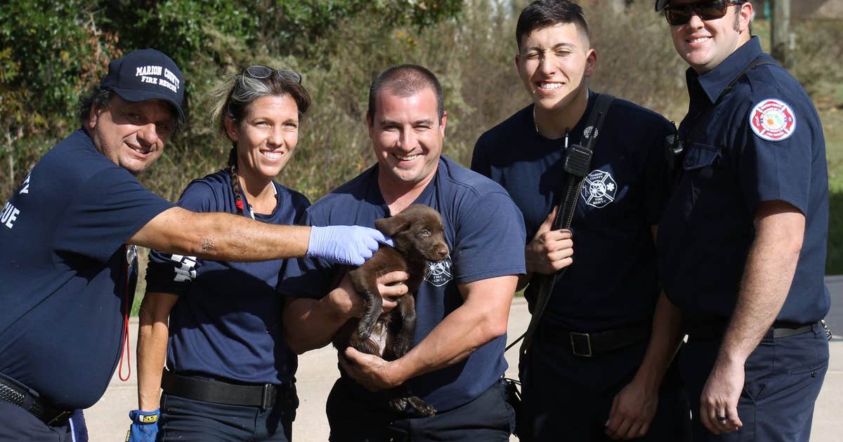 Marion County firefighters rescue puppy from storm drain | FOX 35 Orlando