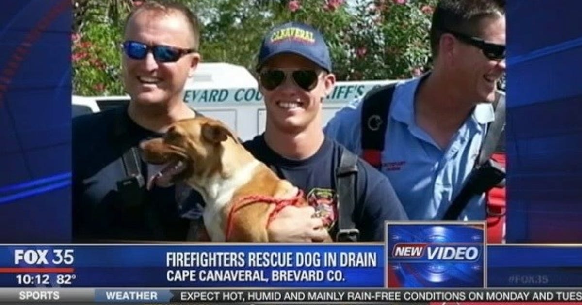 Puppy rescued from Brevard Co. storm drain | FOX 35 Orlando