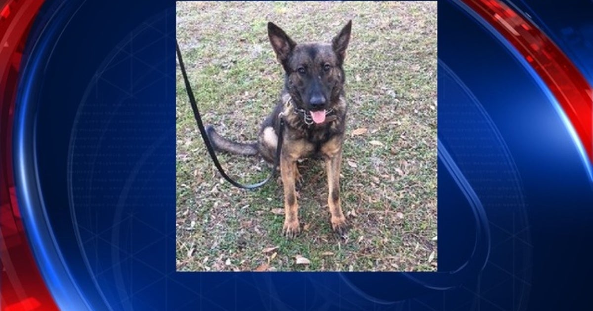 Report: K-9 killed by friendly fire | FOX 35 Orlando