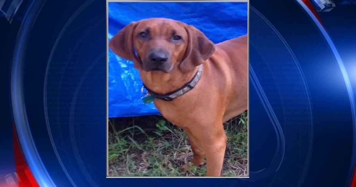 Dog found 6 days after fleeing fatal car crash | FOX 35 Orlando