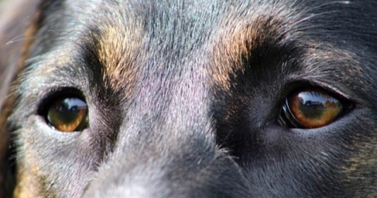 Oklahoma woman mauled to death by pack of 7 small dogs | FOX 35 Orlando