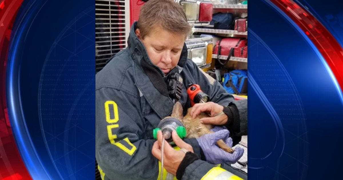 Orlando firefighters rescue dog from house fire | FOX 35 Orlando