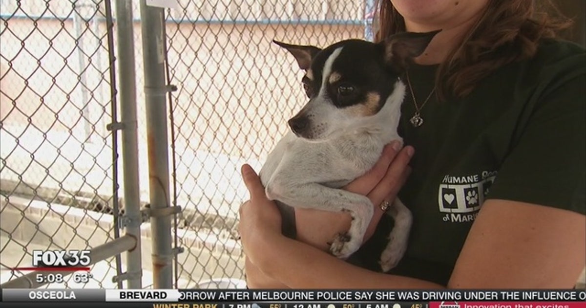 Pets threatened by flooding hoping for new home in Florida | FOX 35 Orlando