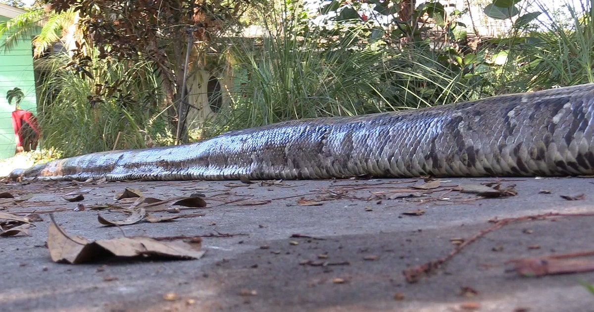 Python Florida Park Bench 18-foot python caught in Florida Everglades | FOX 35 Orlando