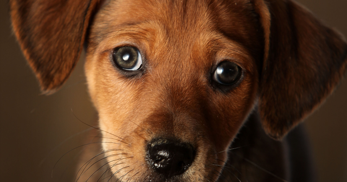 Did puppy dog eyes evolve because of humans? | FOX 35 Orlando
