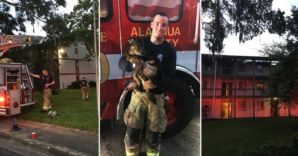Gainesville firefighters rescue dog from house fire; dozens displaced ...
