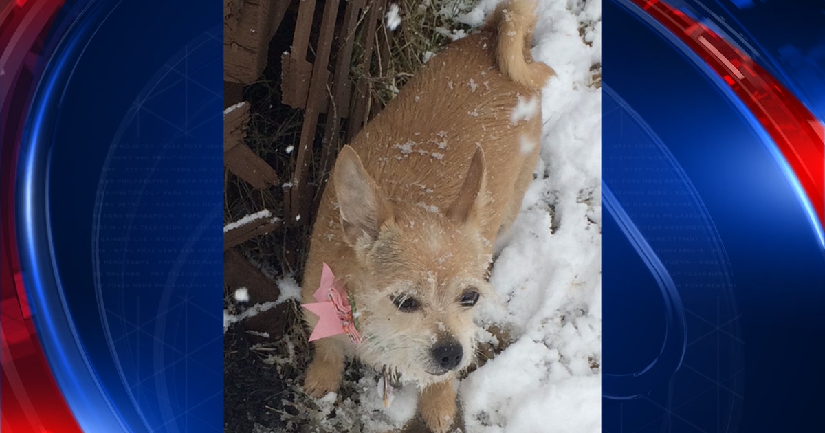Family mourns dog's death at pet resort | FOX 35 Orlando