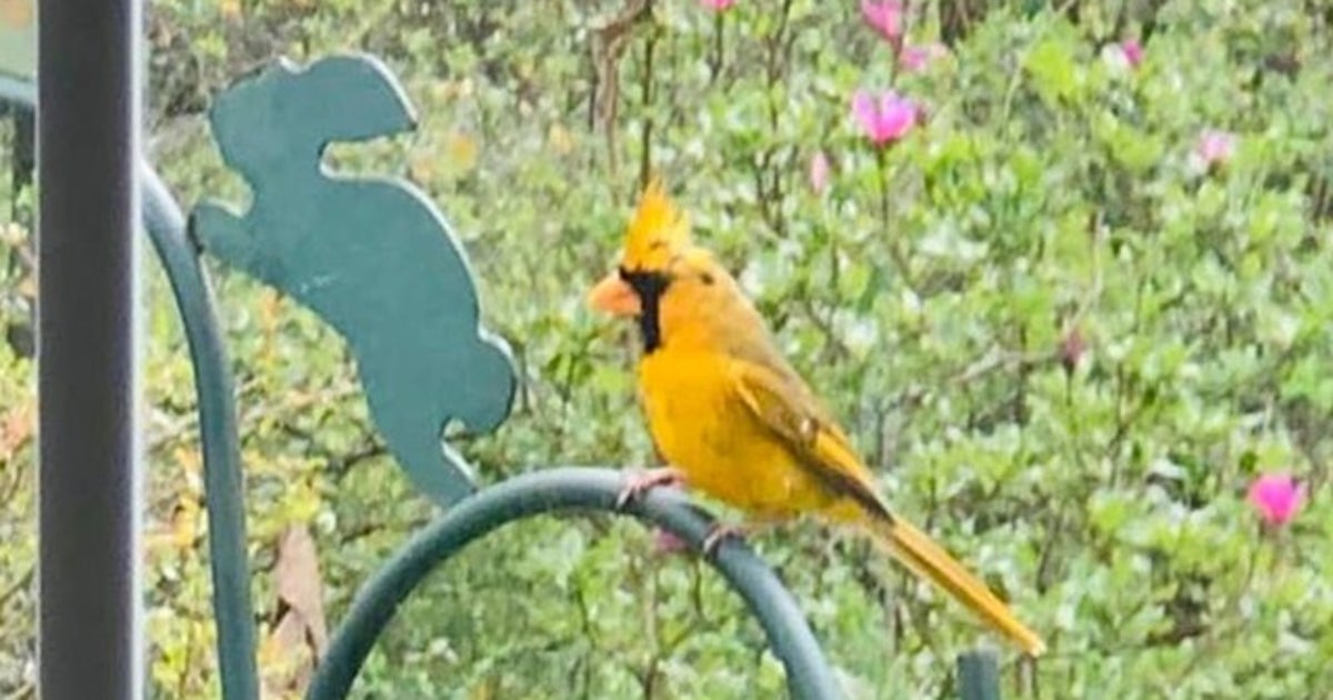 Rare yellow cardinal spotted in Alabama is 'one in a million' | FOX 35 ...