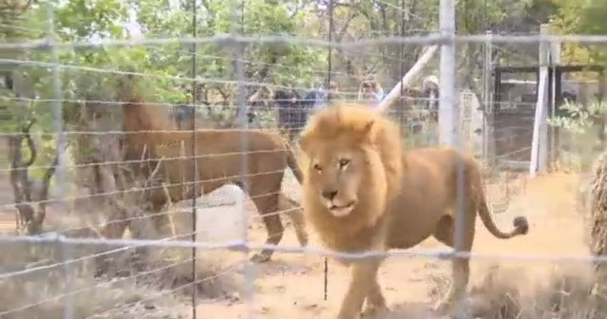 South Africa: Rescued lions explore new home in sanctuary | FOX 35 Orlando