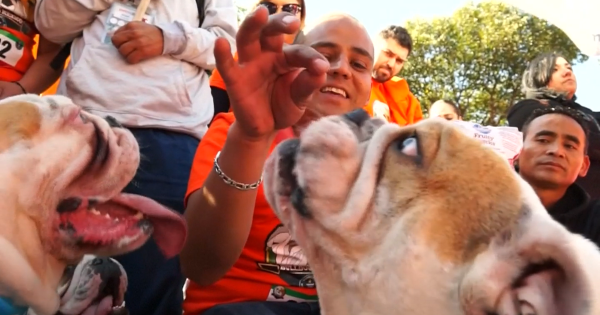 English Bulldogs rule the day in Mexico City | FOX 35 Orlando