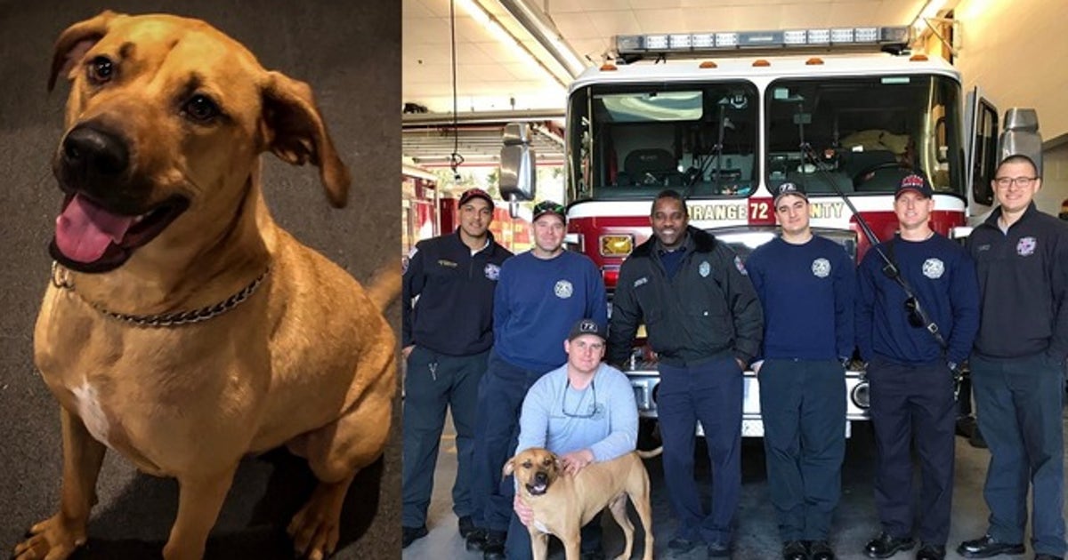 Orange County firefighters reunite lost dog with family | FOX 35 Orlando