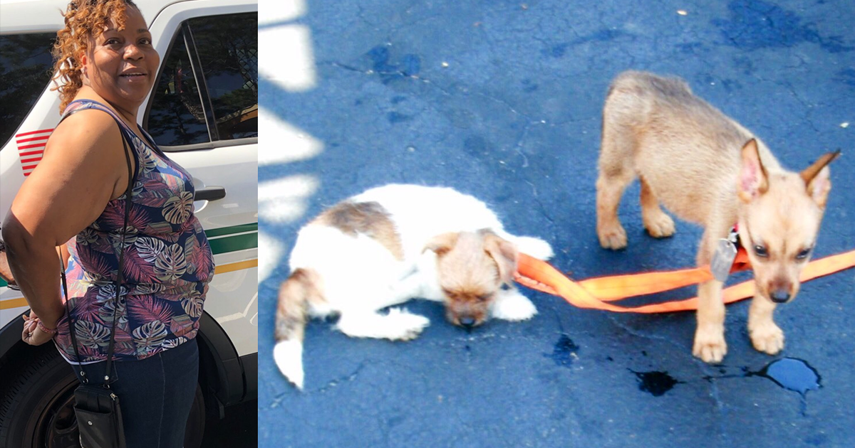 Woman arrested after 2 puppies left in hot SUV die | FOX 35 Orlando