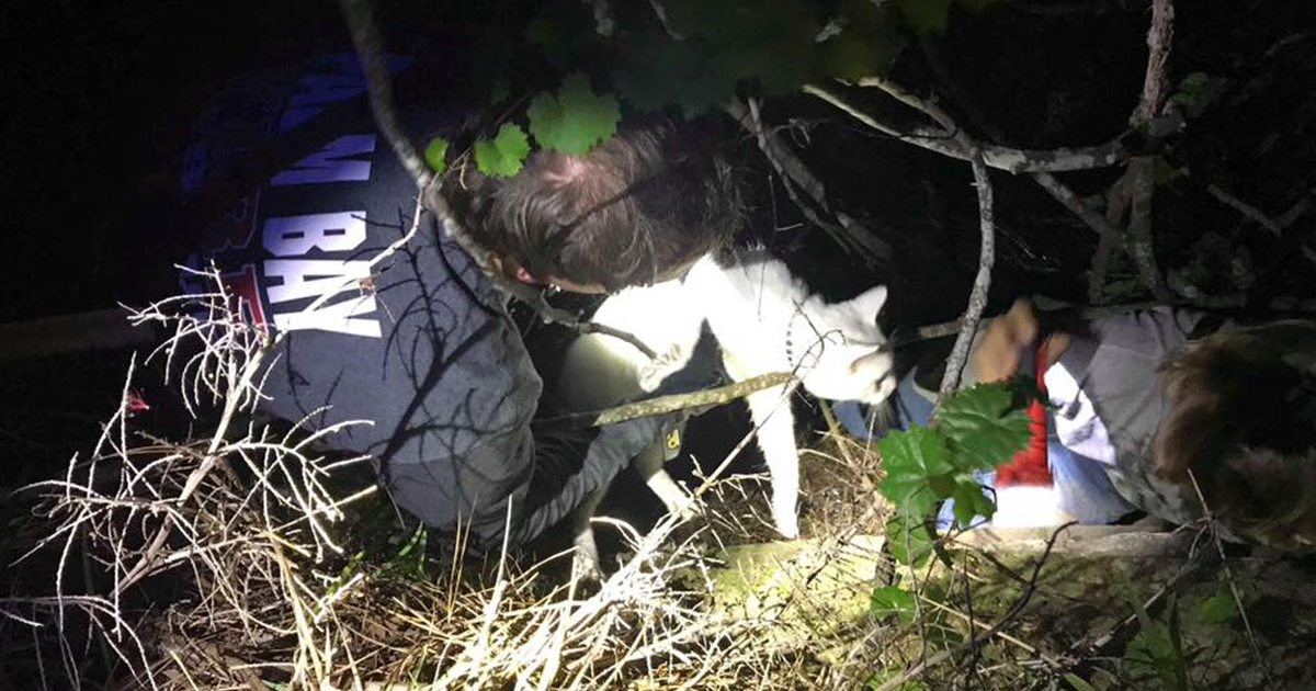 Firefighter saves cats from storm drain | FOX 35 Orlando